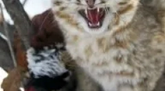 Daleč vzhodna mačka: divje amur čeden